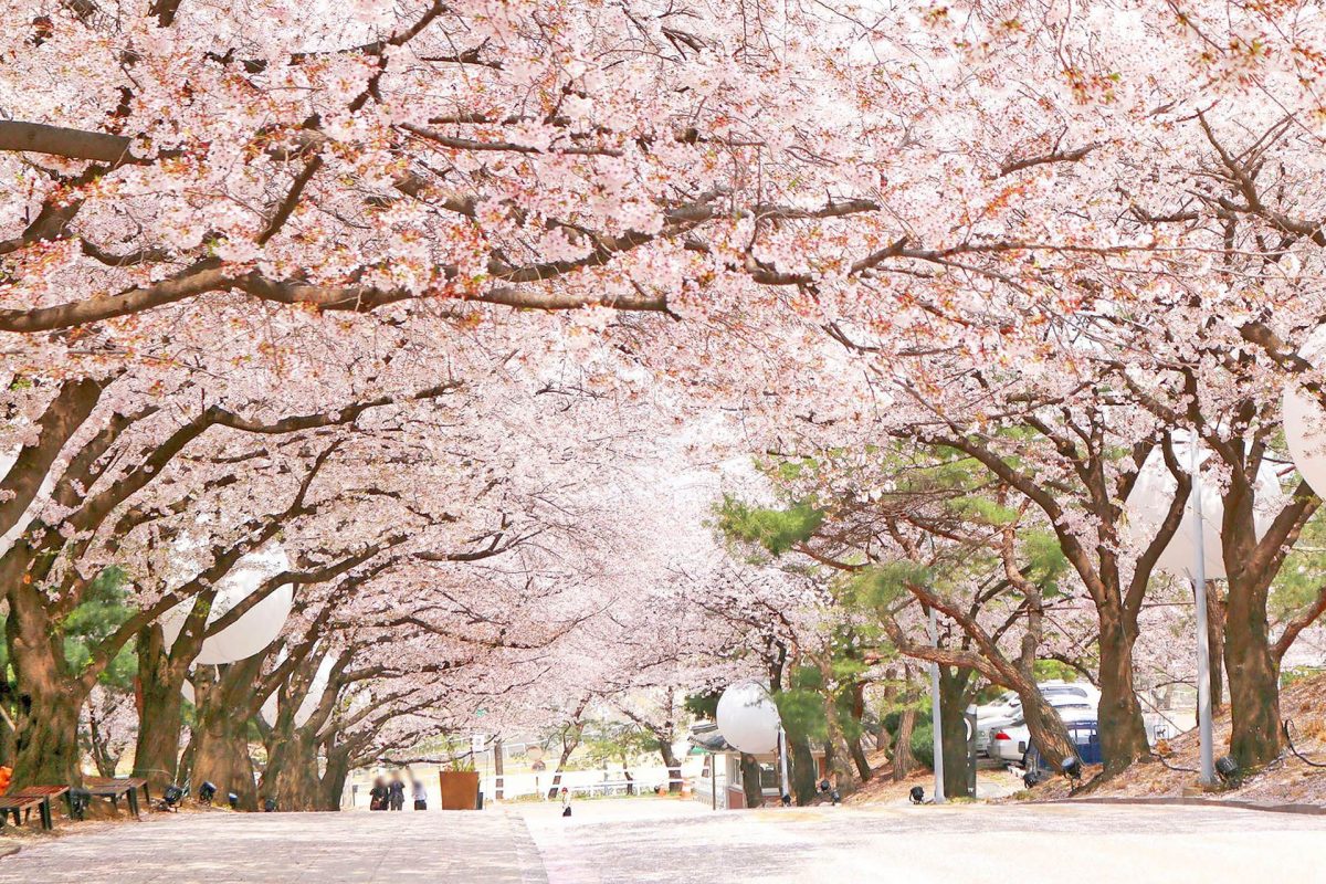 Paket Tour ke Korea Selatan 5 Hari Maret Musim Semi (Spring)