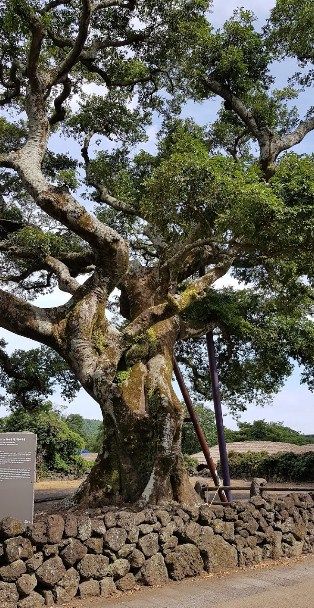 Pohon Adalah Warisan Penting Dari Songeup Folk Village