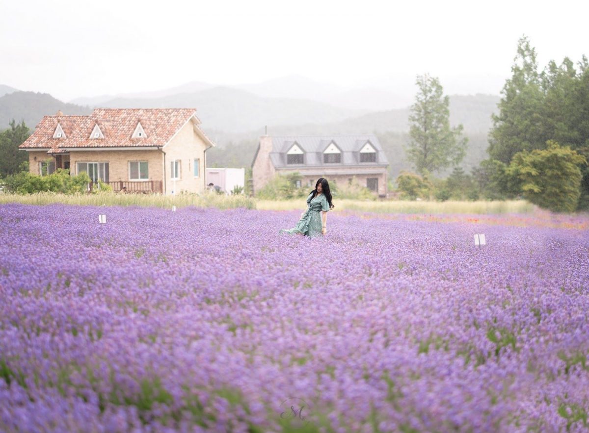 Hani Lavender Farm di Provinsi Gangwondo