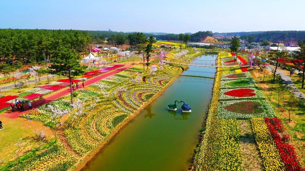 Festival Tulip Taean Korea Selatan