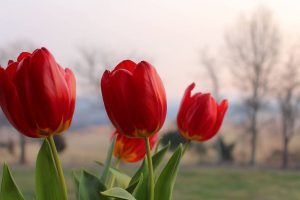 Tentang Bunga Tulip