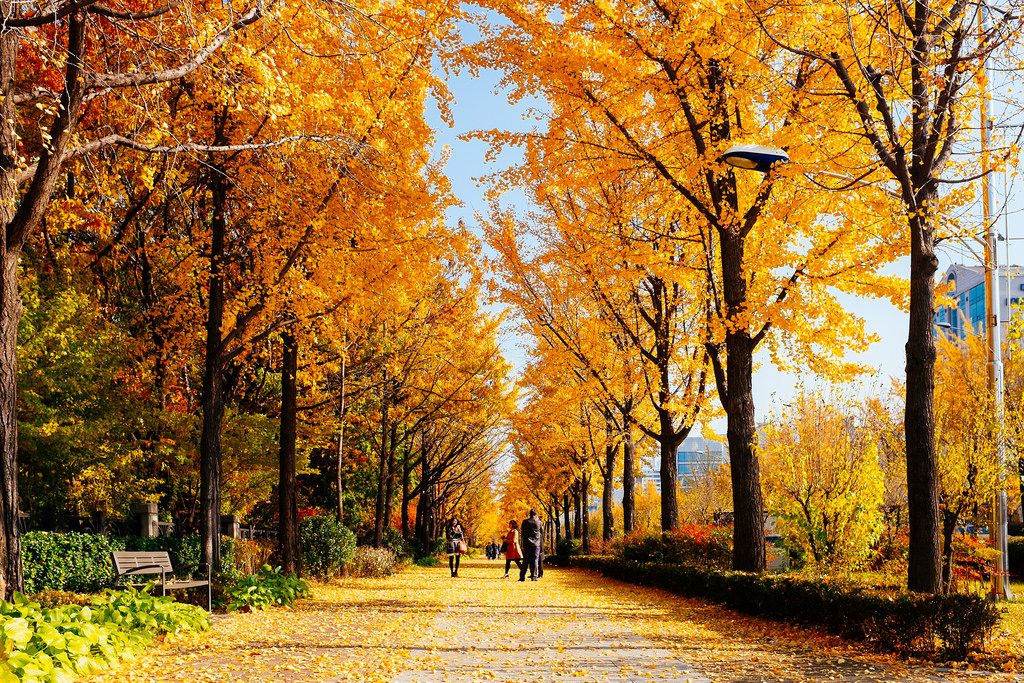 Paket Tour ke Korea Selatan 5 Hari September - Musim Gugur (Autumn)