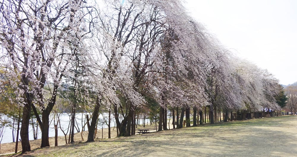 Sakura di Pulau Nami