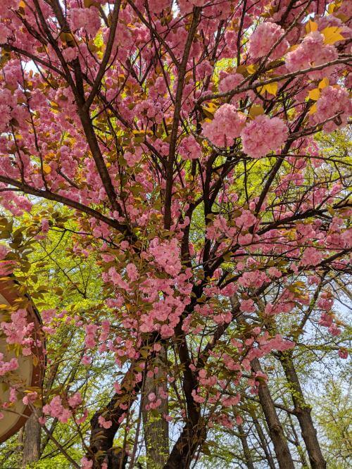 Bunga Sakura di Taman Jayu