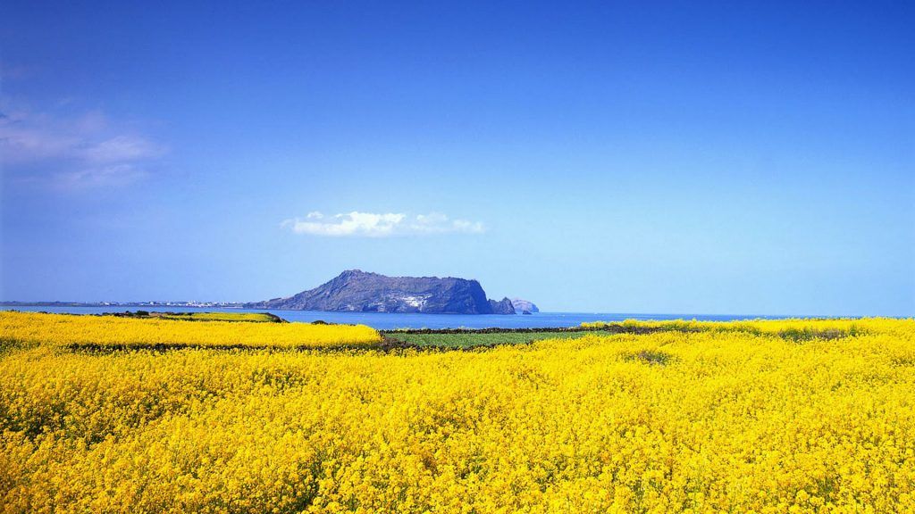 Bunga Canola di Pulau Jeju