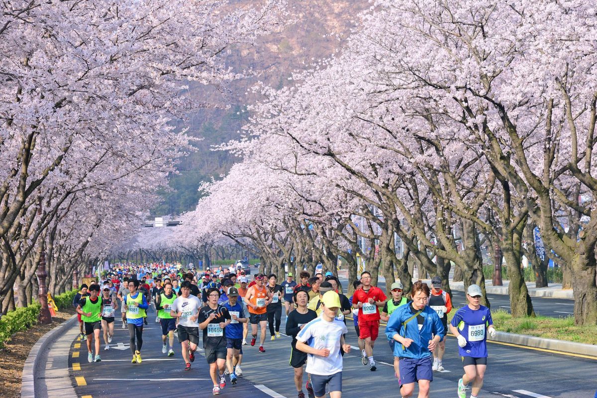 Gyeongju Cherry Blossom Festival dan Gyeongju Cherry Blossom Marathon