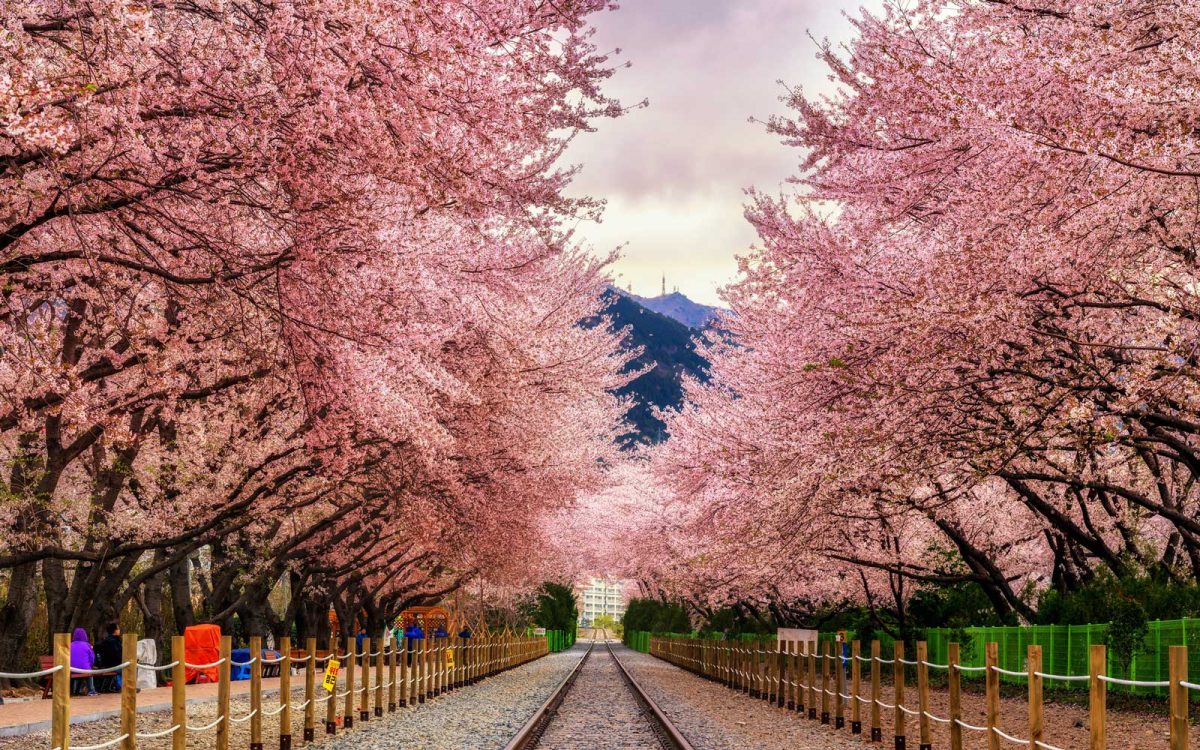Promo Paket Wisata Tour Korea Selatan Spesial Sakura