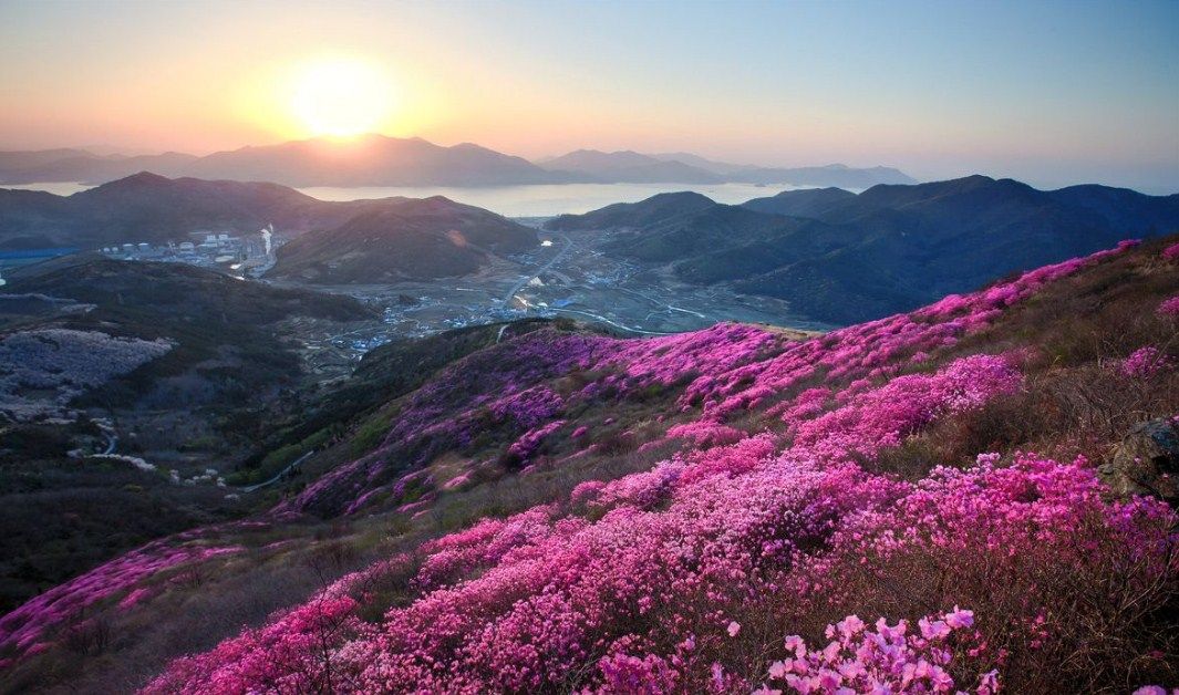 Festival Bunga Musim Semi di Korea Selatan | Trip dan Tour ke Korea