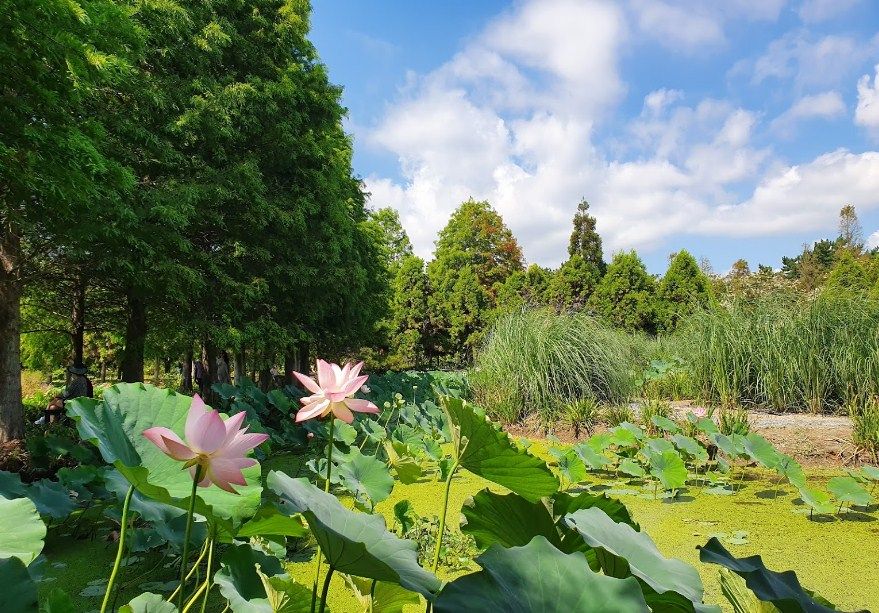 Cheongsan Arboretum