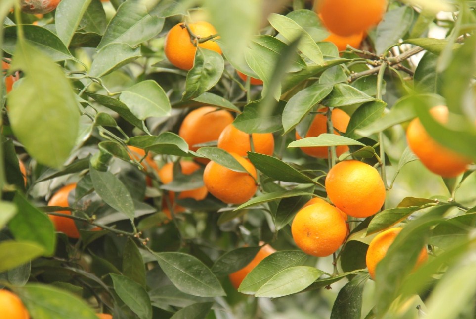 Mandarin Orange Farm Jeju, Kebun Jeruk Terbaik Untuk Dikunjungi di Korea Selatan