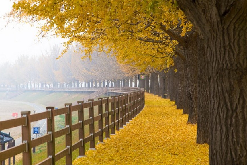 Asan Gingko Tree Road Korea Selatan, Jalan Berpohon Ginkgo Paling Ikonik dan Cantik, Foto Tripadvisor
