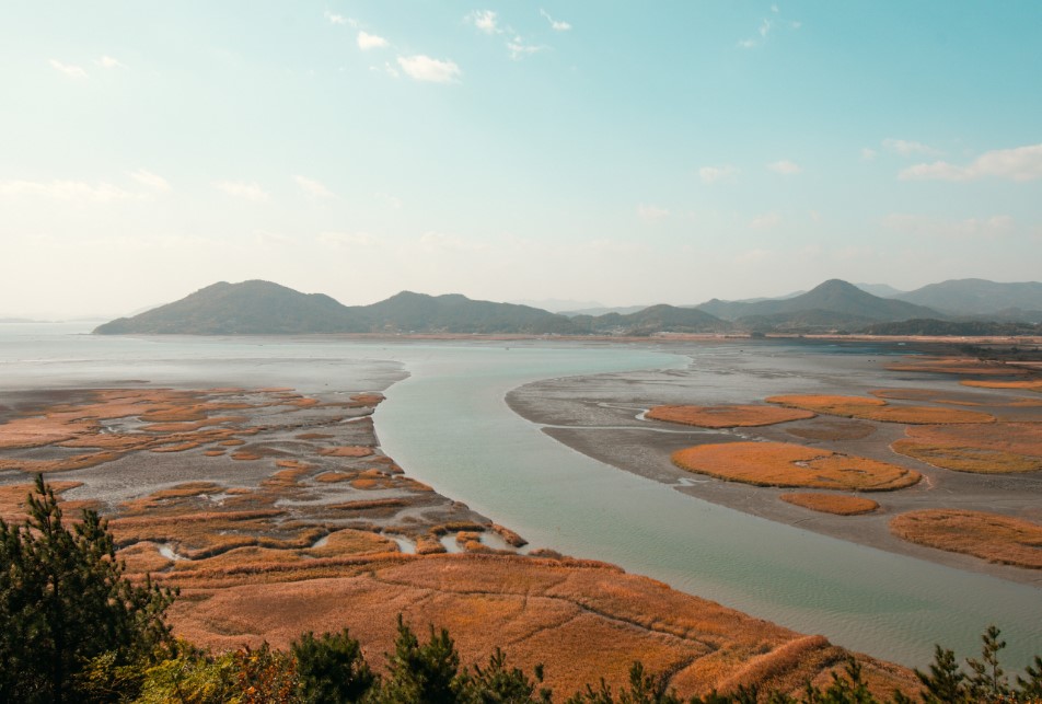 Suncheon Bay Wetland Reserve Korea Selatan: Pesona Alam dan Cara Menuju Surga Migrasi Burung
